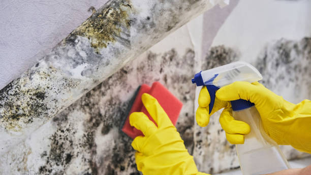 Best Commercial Mold Remediation in USA